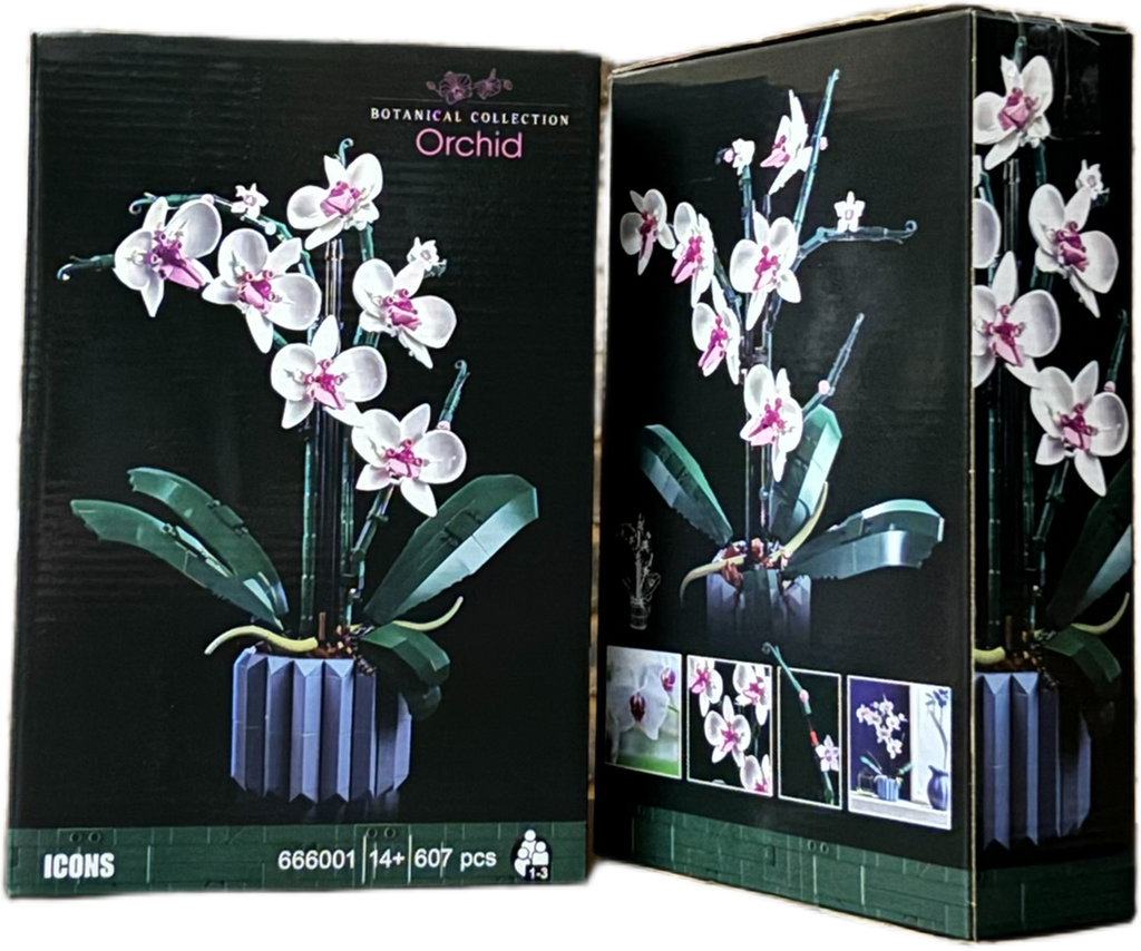 Orchid