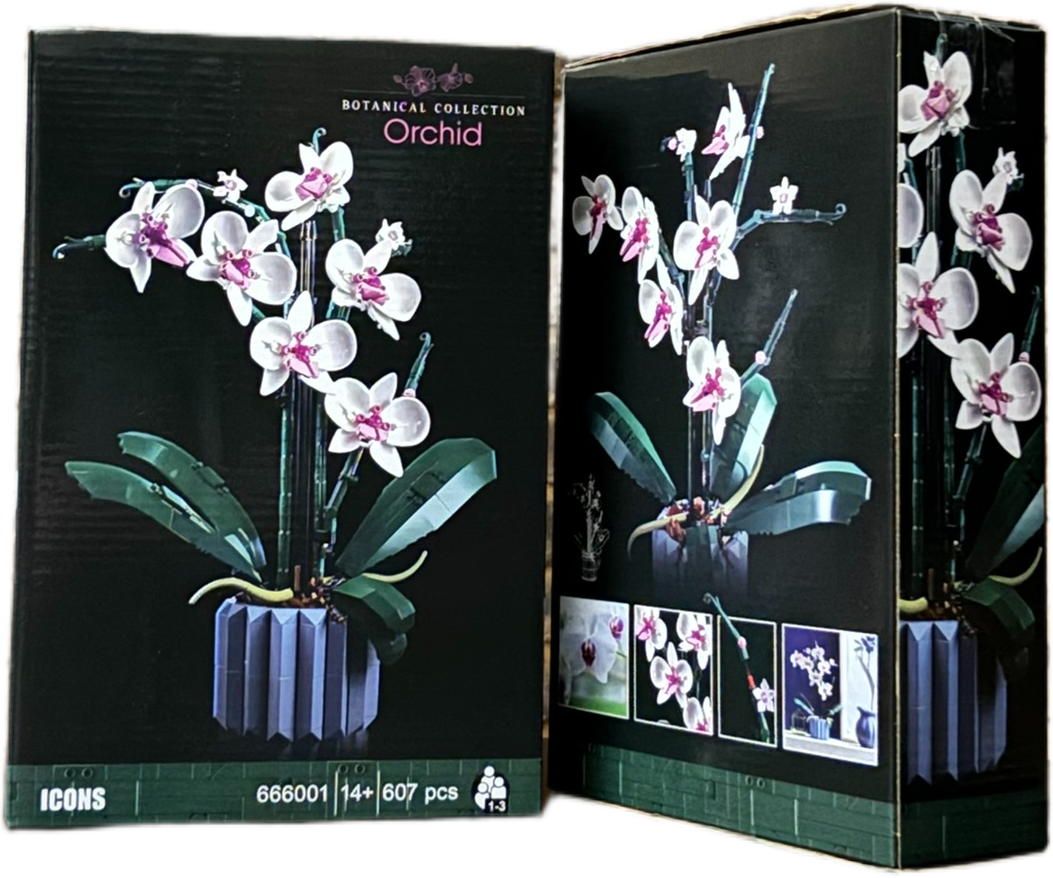 Orchid