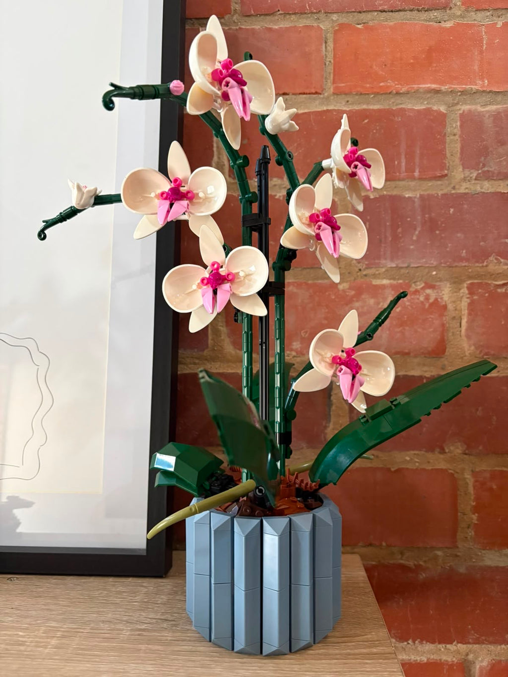 Orchid
