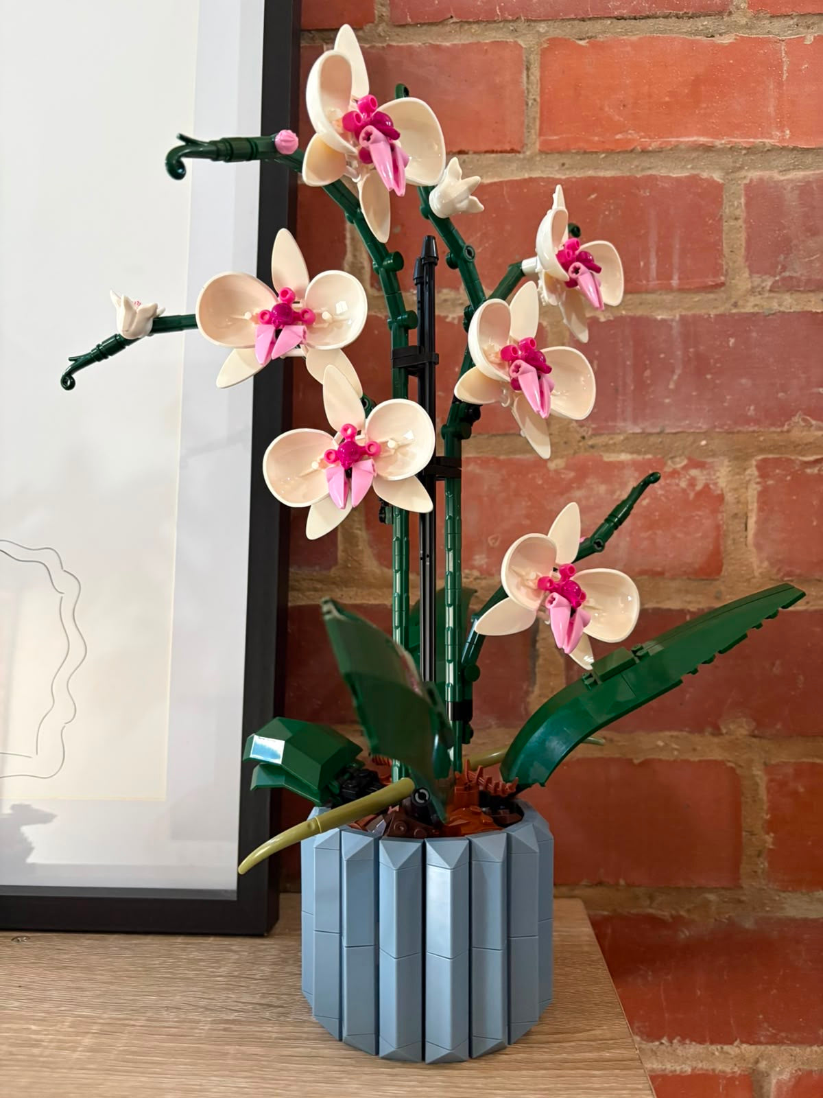 Orchid